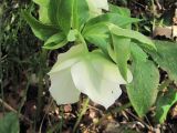 Helleborus caucasicus