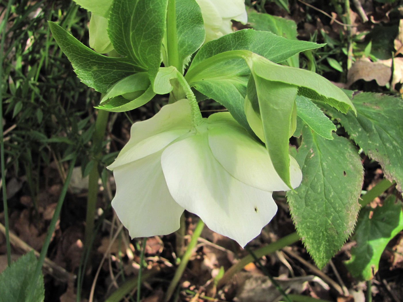 Image of Helleborus caucasicus specimen.