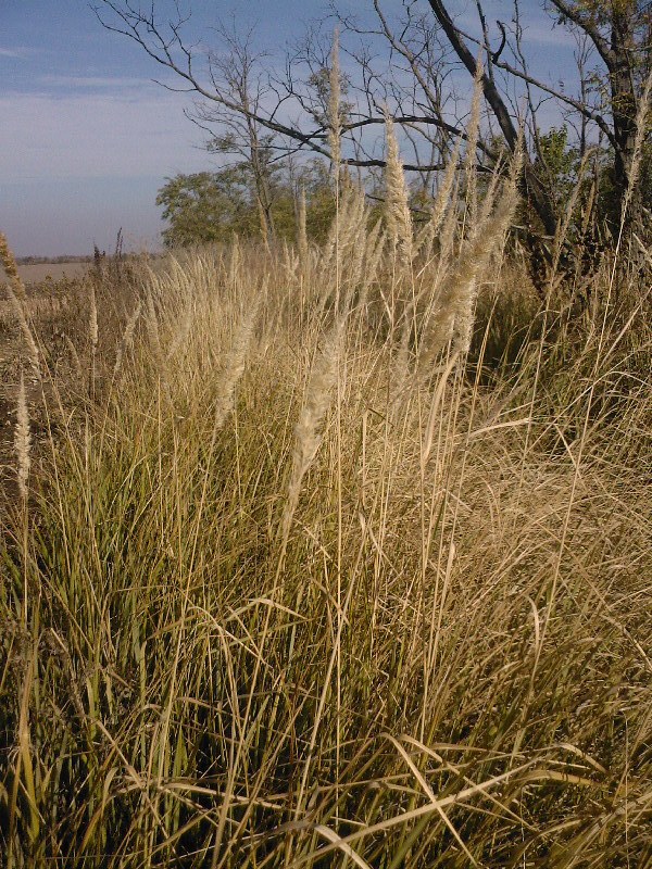 Изображение особи Calamagrostis glomerata.