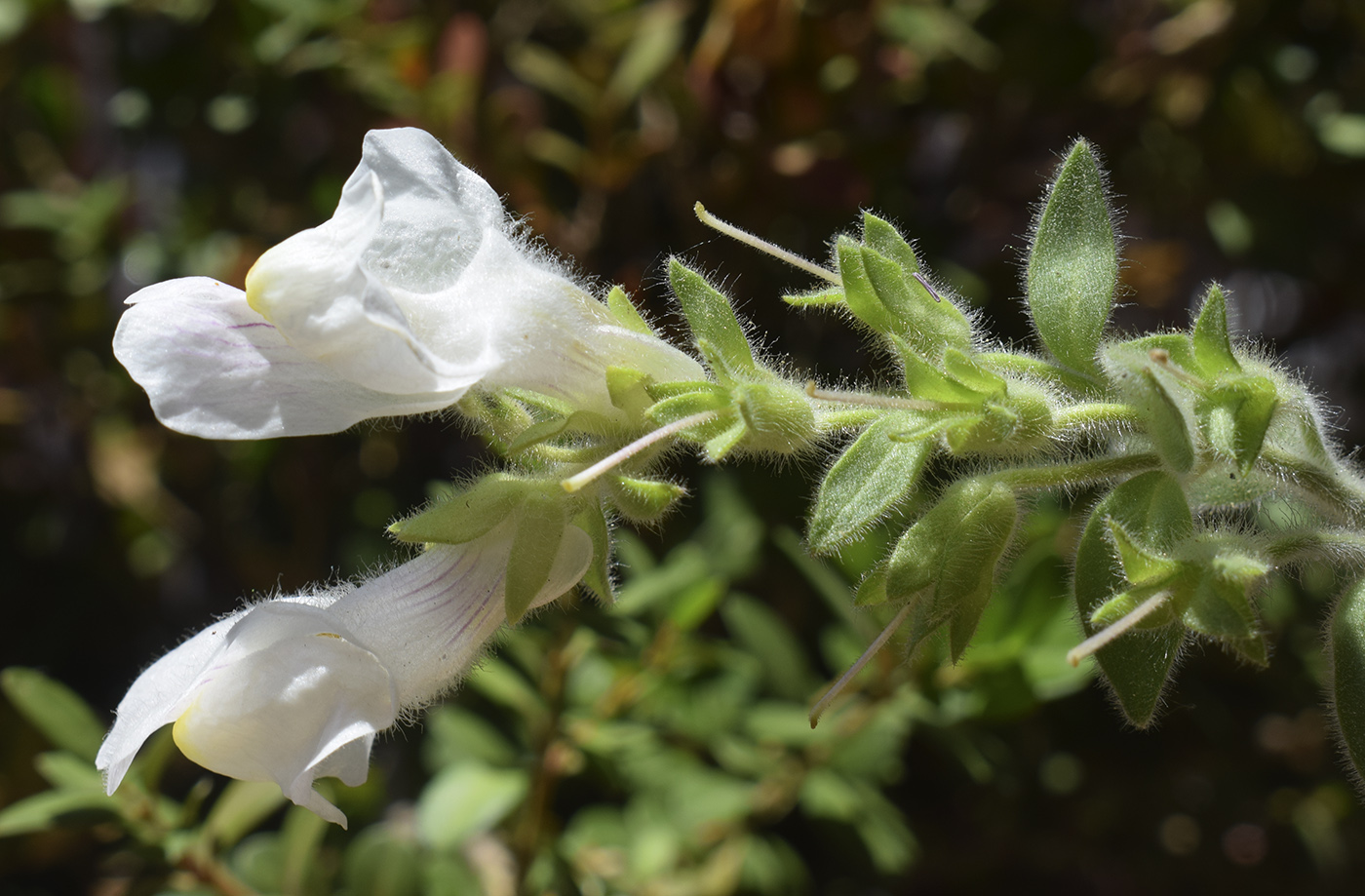 Изображение особи Antirrhinum molle.