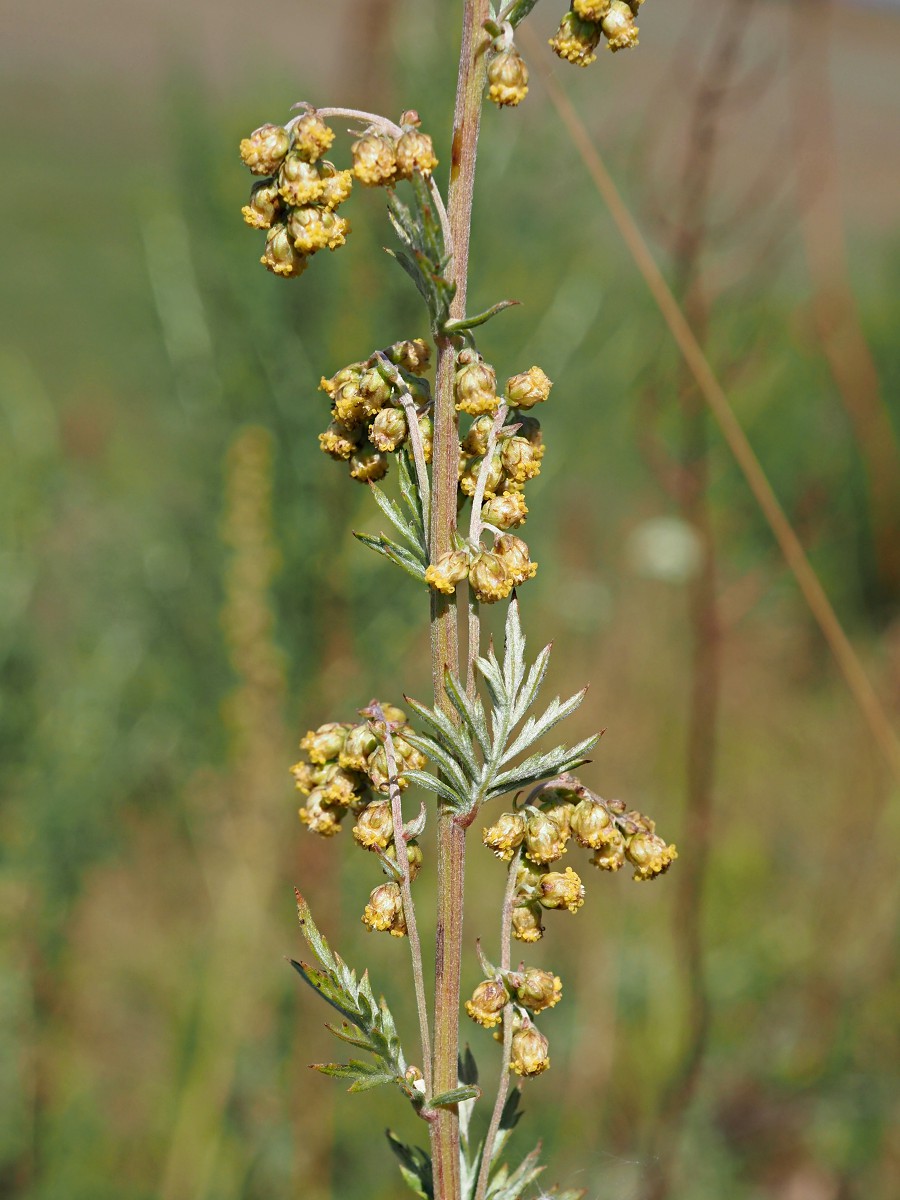 Image of Artemisia armeniaca specimen.