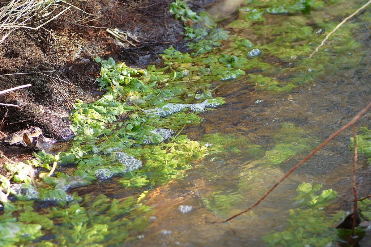 Image of familia Apiaceae specimen.