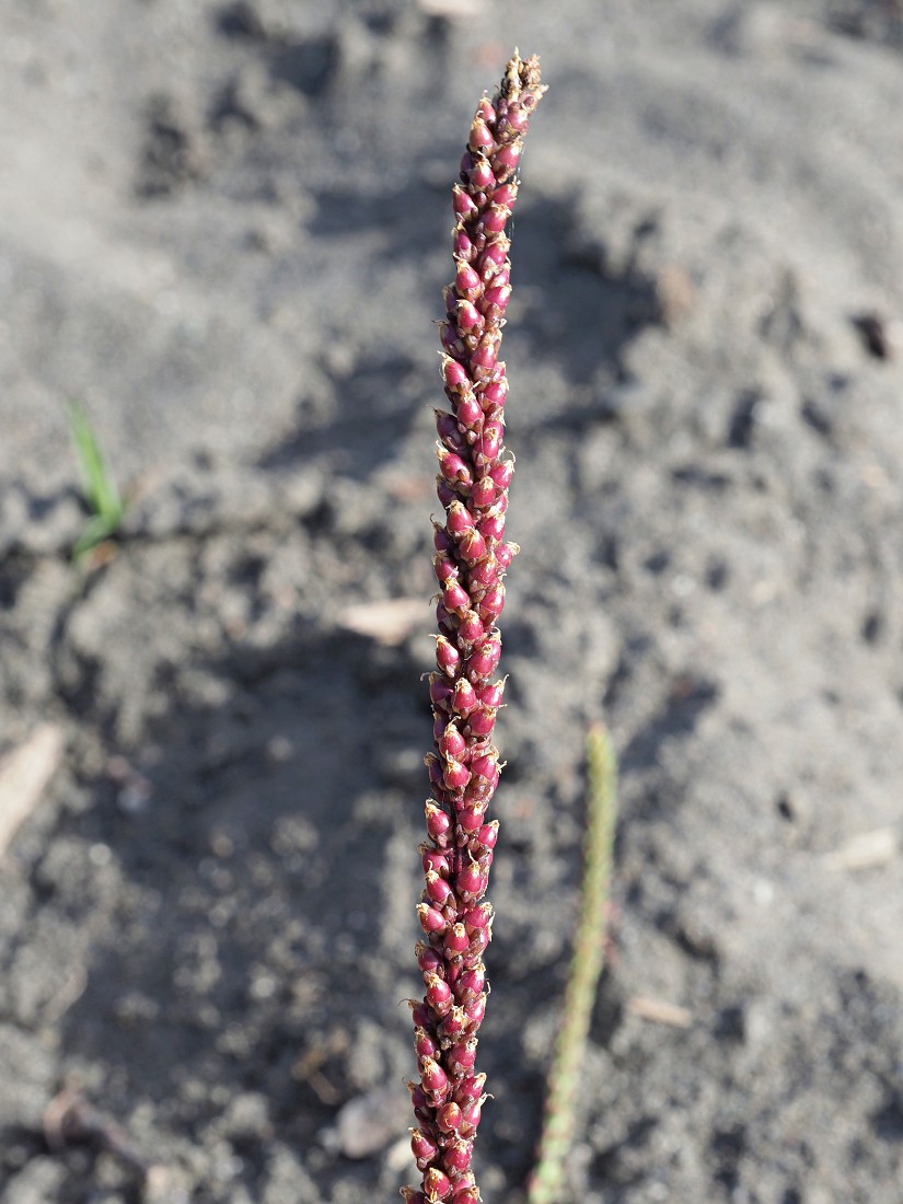 Изображение особи Plantago major.