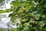 Ficus carica. Верхушка ветви с созревающими соплодиями. Черногория, Даниловград, в культуре. 06.07.2011.