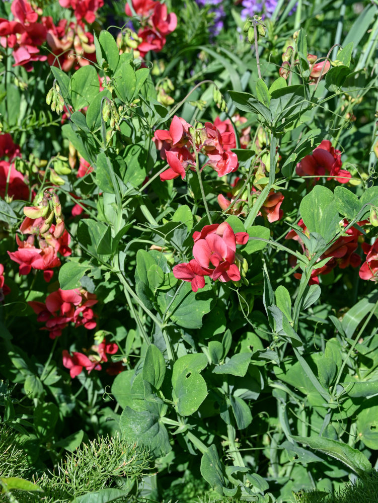 Изображение особи Lathyrus miniatus.