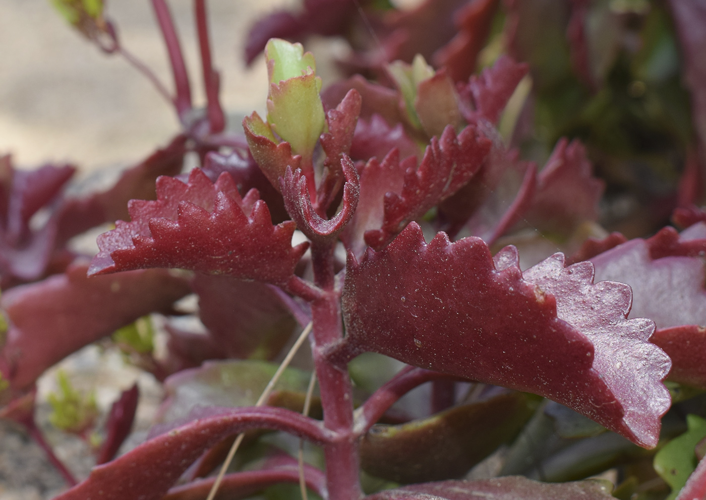 Image of Kalanchoe sexangularis specimen.