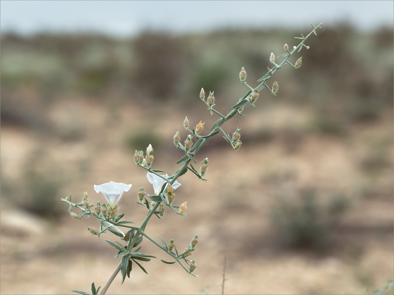 Image of Convolvulus fruticosus specimen.