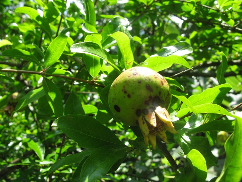 Изображение особи Punica granatum.