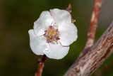 Armeniaca vulgaris. Цветок. Израиль, г. Яффо, в культуре. 04.04.2023.