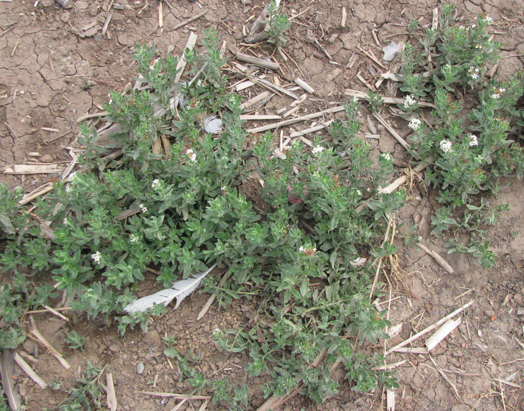 Image of Argusia sibirica specimen.