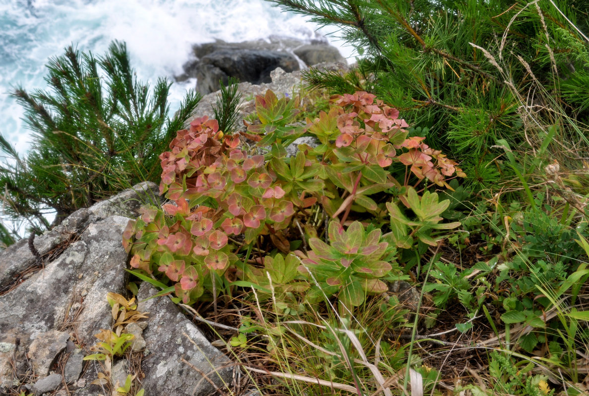 Image of Euphorbia komaroviana specimen.