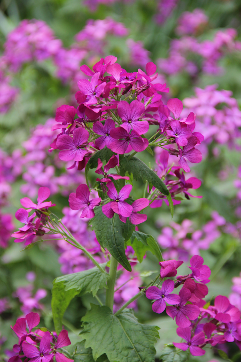 Изображение особи Lunaria annua.