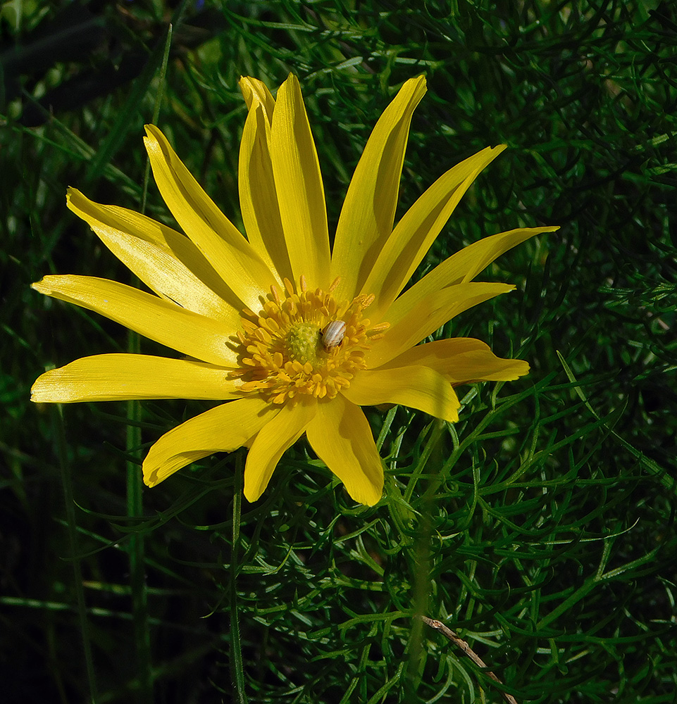 Image of Adonis vernalis specimen.