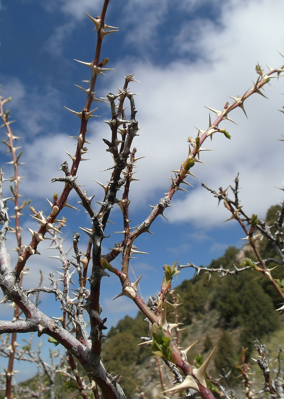 Image of Rosa fedtschenkoana specimen.