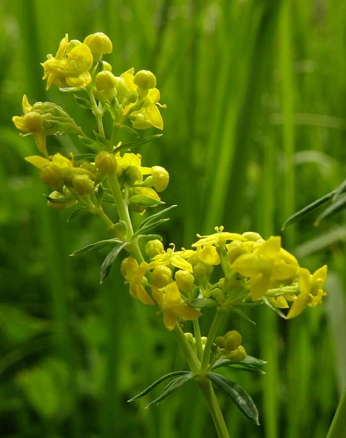 Изображение особи Galium verum.