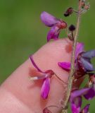 семейство Fabaceae