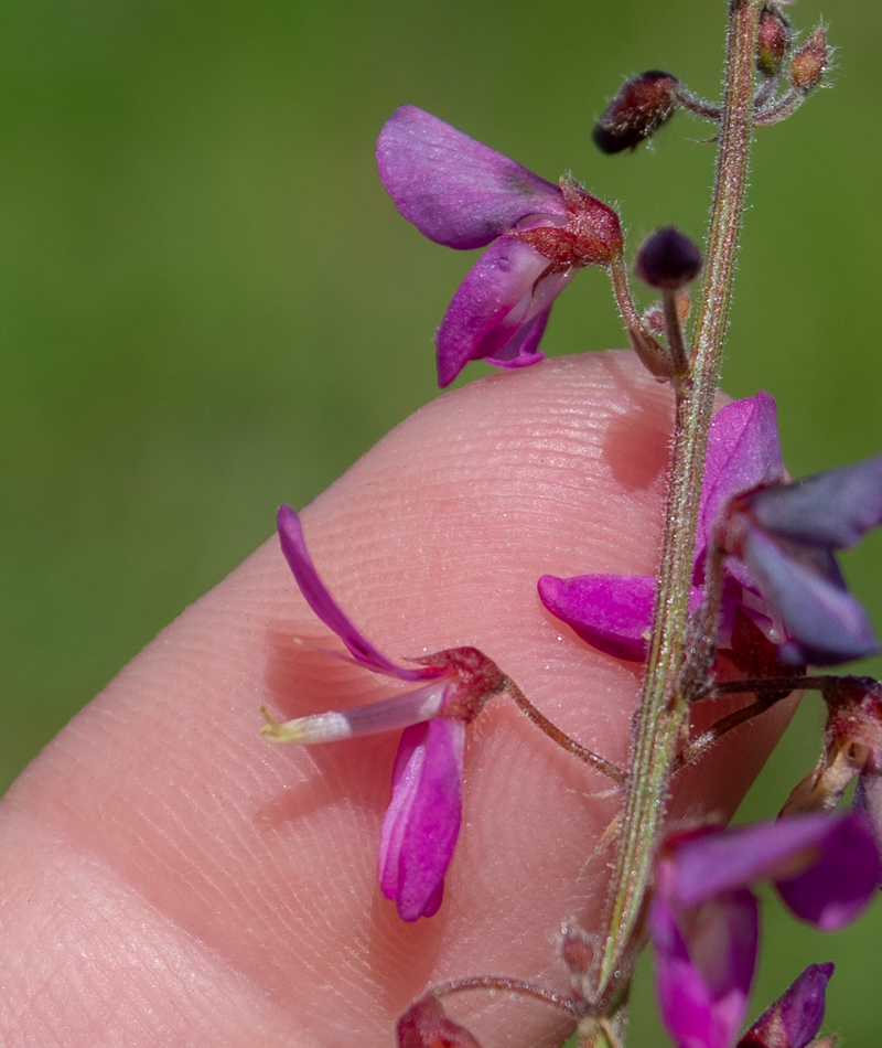 Изображение особи семейство Fabaceae.