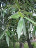 Salix × lispoclados. Верхушка побега. Чувашия, Заволжье, д. Астраханка. 17.07.2010.