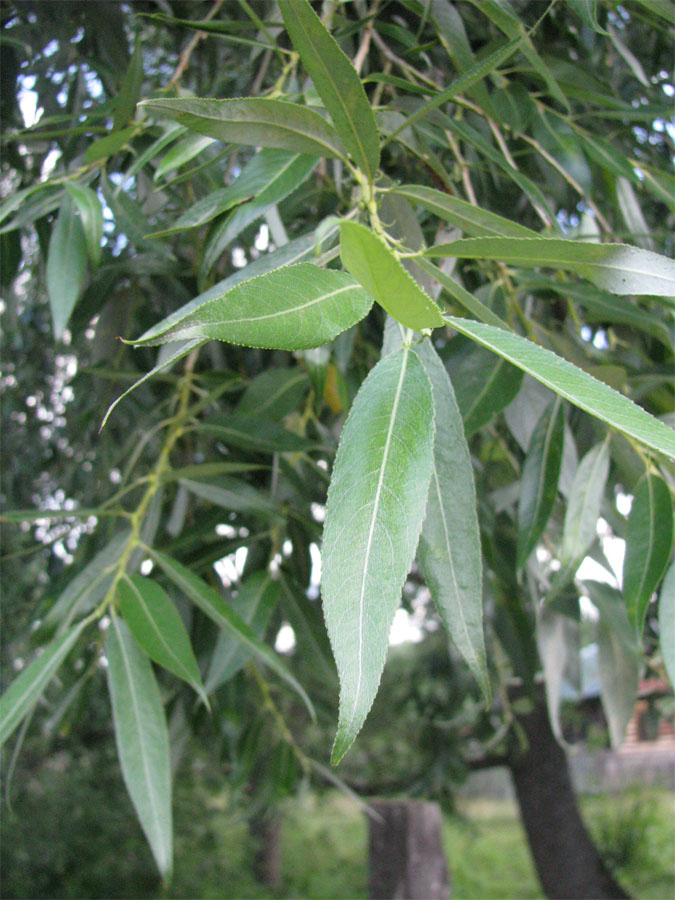 Image of Salix &times; lispoclados specimen.