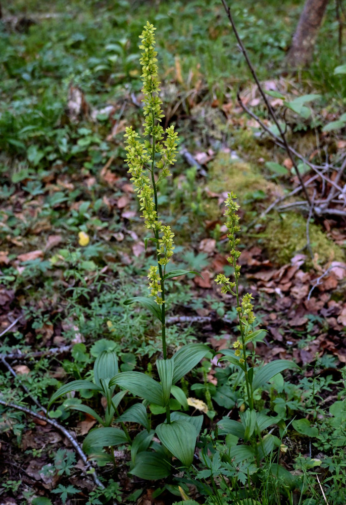 Изображение особи Veratrum lobelianum.