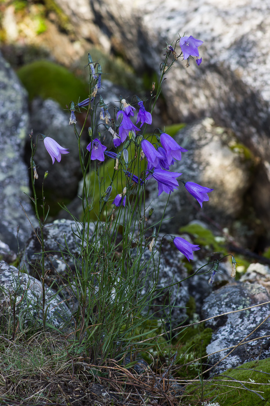 Изображение особи Campanula rotundifolia.