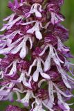 Orchis purpurea подвид caucasica. Цветки. Дагестан, Буйнакский р-н, хр. Нарат-Тюбе, выс. ок. 690 м н.у.м., остепнённый участок по гребню. 24 апреля 2023 г.