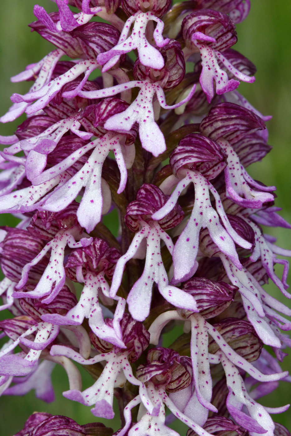 Image of Orchis purpurea ssp. caucasica specimen.