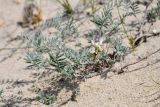 Astragalus olchonensis