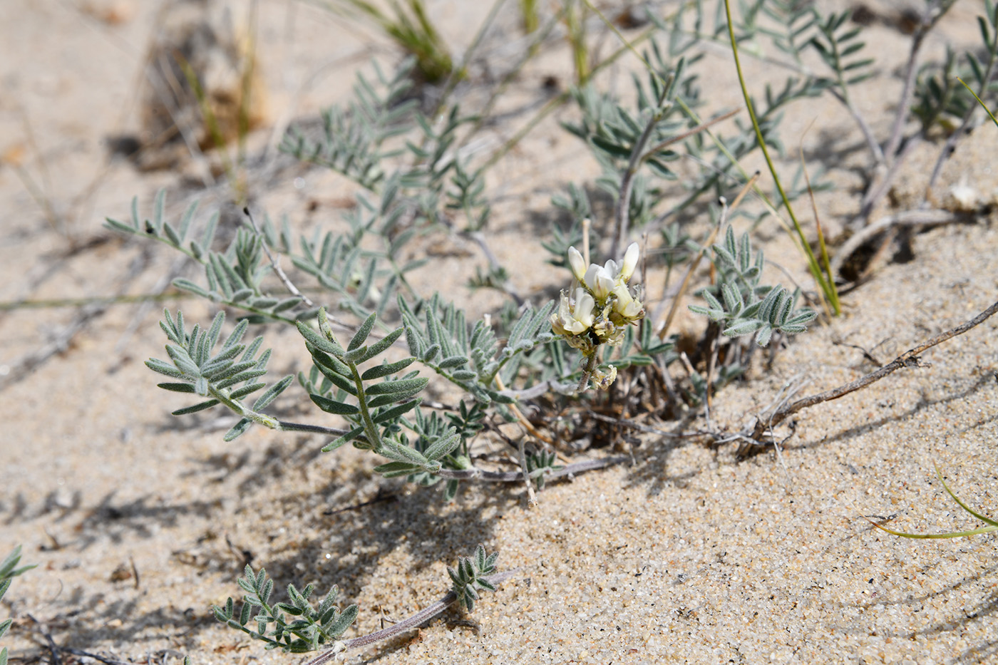 Изображение особи Astragalus olchonensis.