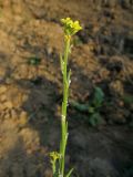 Sisymbrium officinale