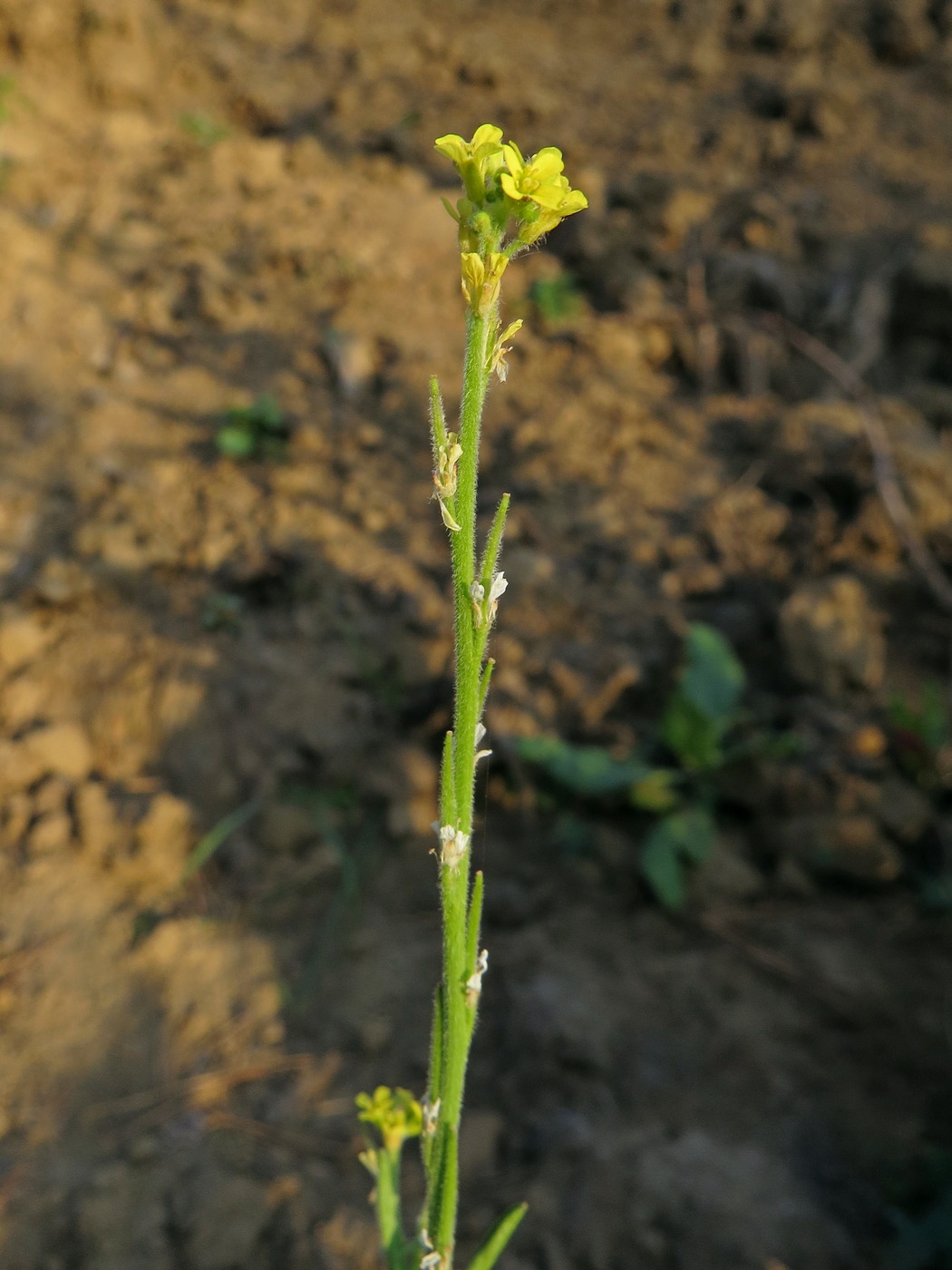 Изображение особи Sisymbrium officinale.