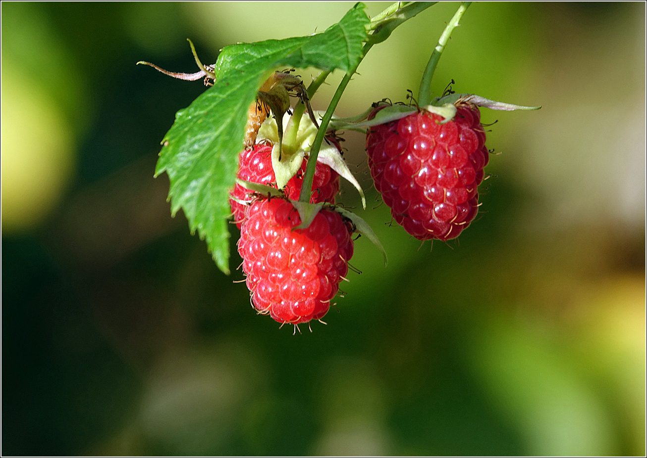 Изображение особи Rubus idaeus.