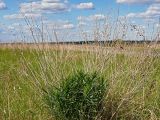 Lithospermum officinale