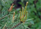 Pinus sylvestris. Молодые побеги с микростробилами на верхушке ветки. Московская обл., Раменский р-н, окр. дер. Хрипань, садовый участок. 25.05.2023.