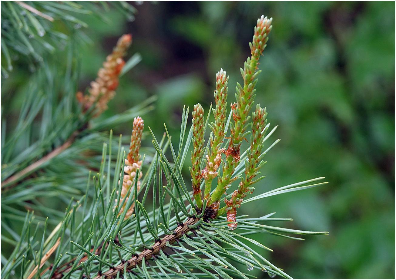 Изображение особи Pinus sylvestris.