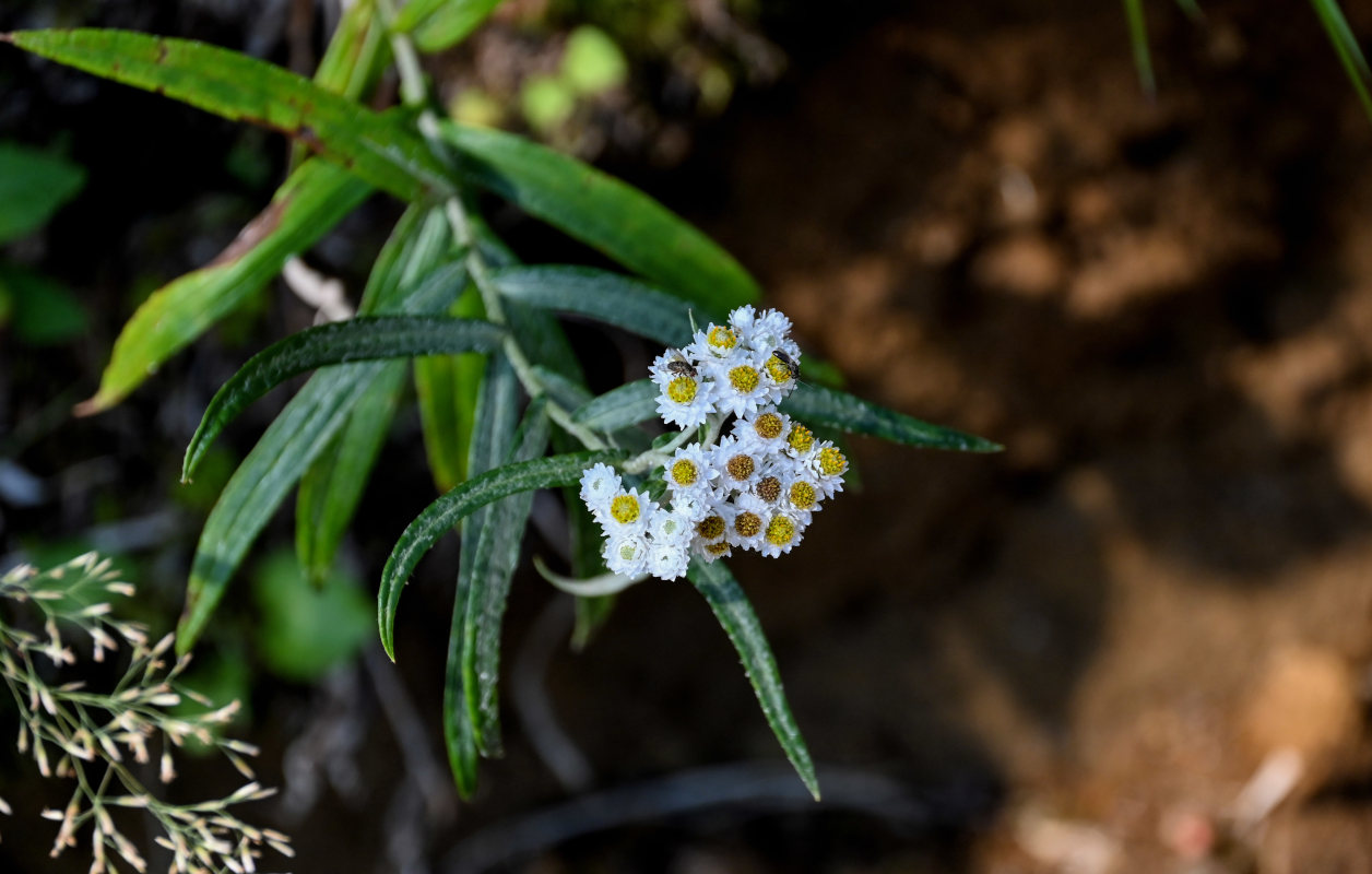 Изображение особи Anaphalis margaritacea.