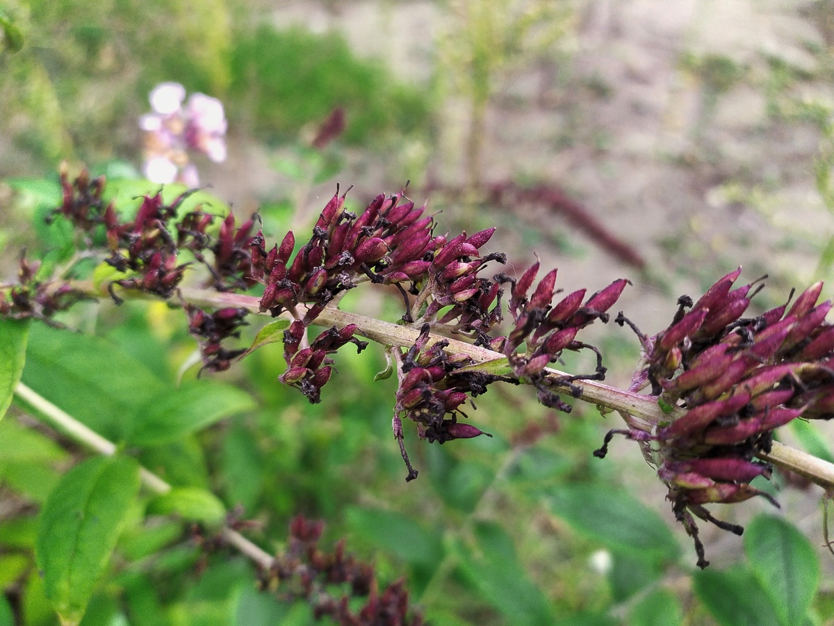 Image of Buddleja davidii specimen.