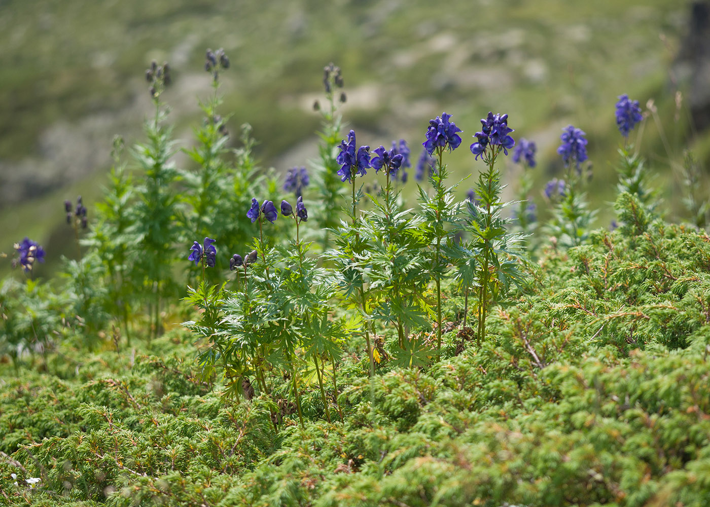 Изображение особи Aconitum nasutum.