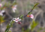 Amygdalus nana. Веточка цветущего растения. Казахстан, Восточно-Казахстанская обл., Глубоковский р-н, окр. с. Кожохово, закустаренная степь. 05.05.2023.