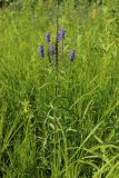 Veronica longifolia