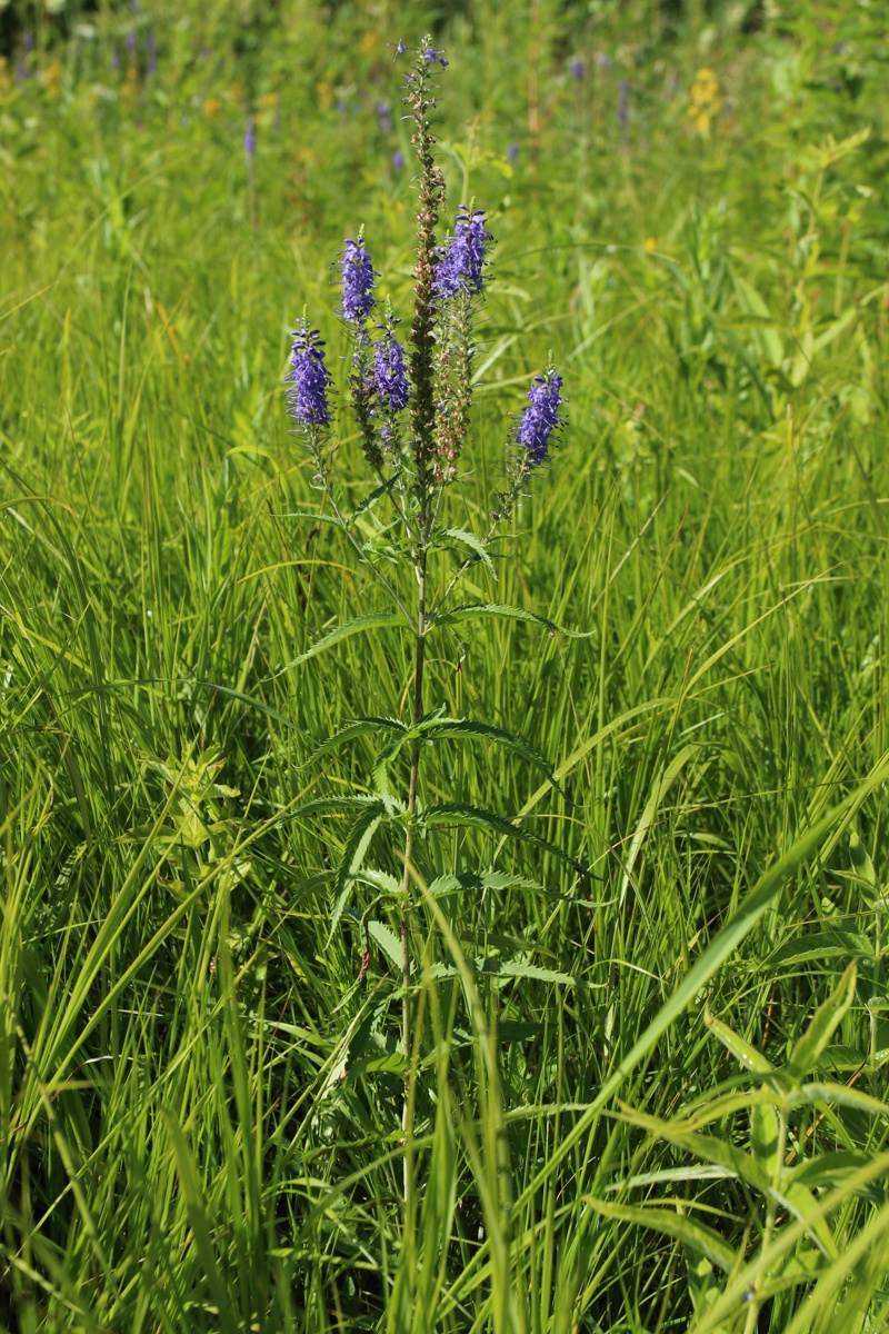 Image of Veronica longifolia specimen.