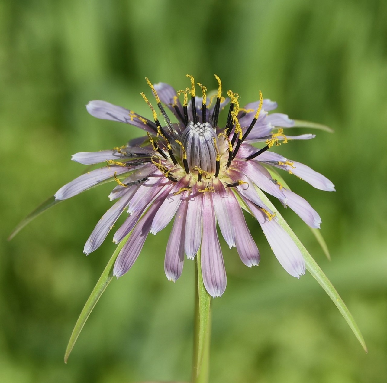 Image of Tragopogon porrifolius ssp. longirostris specimen.