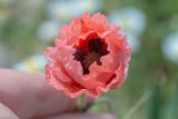 Papaver umbonatum