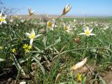 Tulipa bifloriformis. Цветущие растения. Южный Казахстан, Зап. Тянь-Шань, зап. оконечность Таласского Алатау, плато над правой стороной каньона Машат, степь. 31 марта 2024 г.