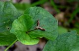 Viola mirabilis. Верхушка побега с раскрывшимся плодом. Оренбургская обл., Кувандыкский гор. округ, заповедник \"Шайтан-Тау\", долина р. Сакмара, опушка смешанного леса. 05.07.2023.