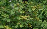 Acer ukurunduense