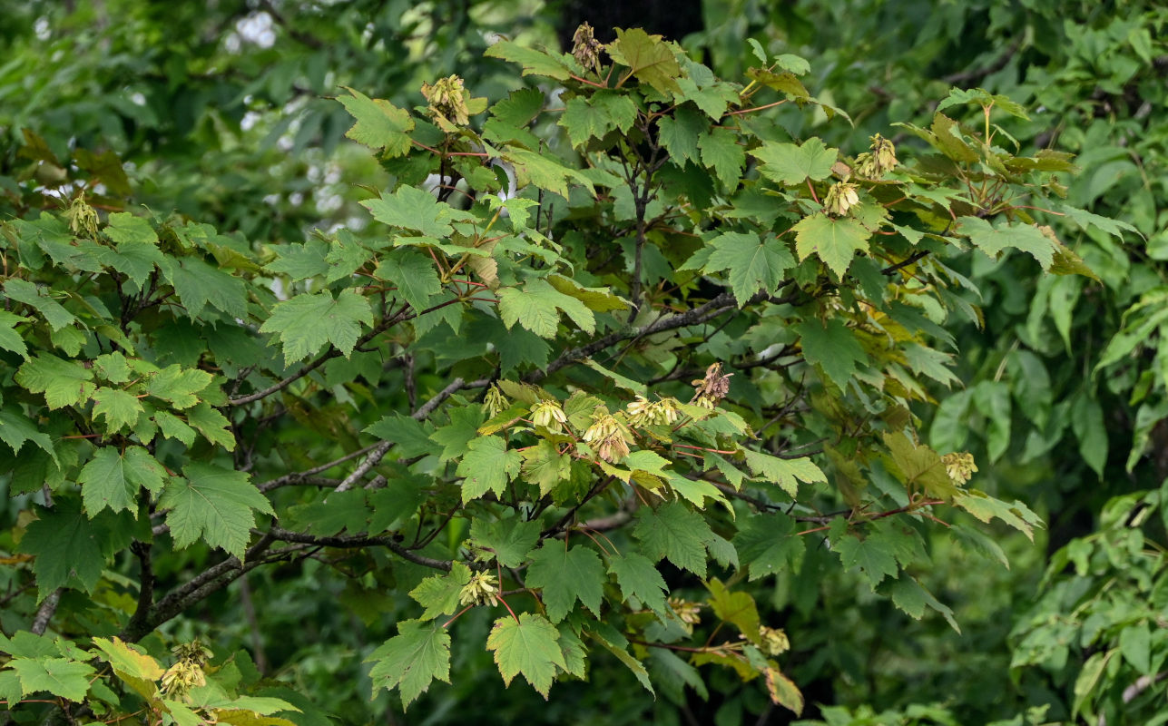 Image of Acer ukurunduense specimen.