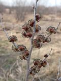 Ulmus pumila. Верхушка ветви с соцветиями. Хабаровский край, окр. г. Комсомольск-на-Амуре, вдоль грунтовой дороги. 25.04.2024.