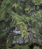 Picea orientalis. Верхушки веточек. Абхазия, Гудаутский р-н, Рицинский реликтовый национальный парк, долина р. Юпшара, щебнистый склон. 13.04.2024.