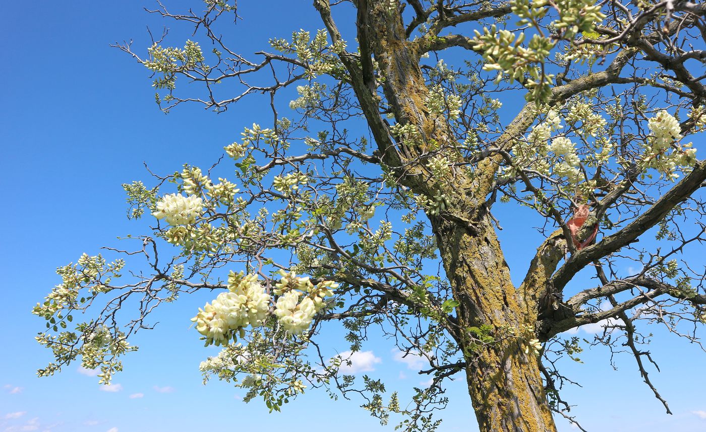 Image of genus Robinia specimen.